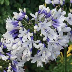 Image of Agapanthus Twister ['AMBIC001'] PP25,519