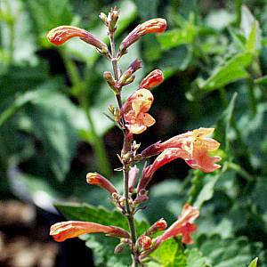 Image of Agastache aurantiaca 'Apricot Sunrise'