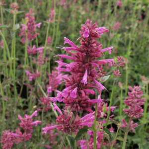 Image of Agastache barberi 'Tutti Frutti'