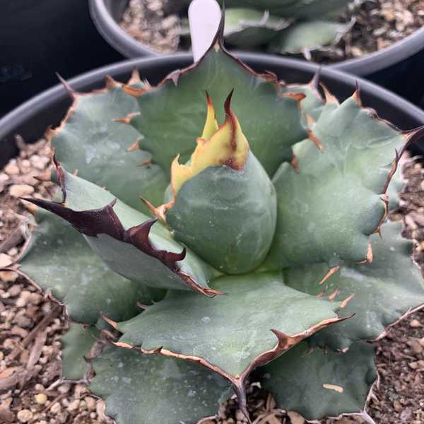 Image of Agave oteroi 'Kyoto'