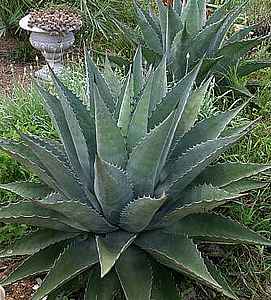 Image of Agave 'Baccarat'