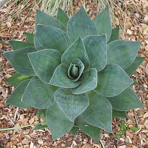Image of Agave 'Blue Flame'