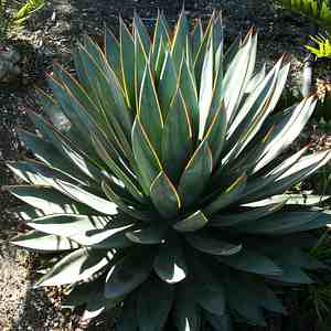 Image of Agave 'Blue Glow'