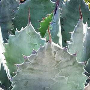 Image of Agave 'Brian's Guadacolorata'