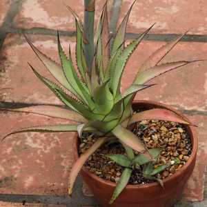 Image of Agave 'Carl's Dwarf'