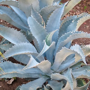 Image of Agave 'Chisum'