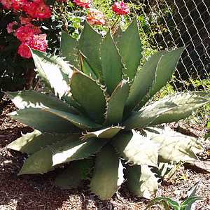 Image of Agave oteroi