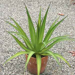 Image of Agave 'Mateo'