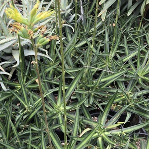 Image of Agave 'Nizanda Warrior'