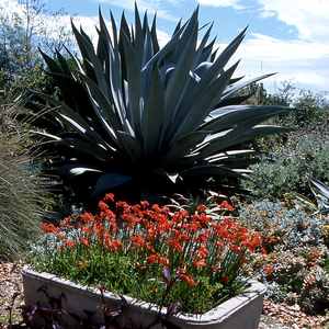 Image of Agave 'Sawtooth'