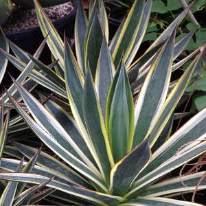 Image of Agave 'Snow Glow'