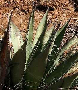 Image of Agave 'Sonoita Vineyards'