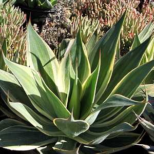 Image of Agave 'Streaker'