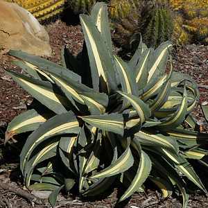 Image of Agave americana var. medio-picta 'Dwarf Alba'