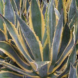 Image of Agave americana var. marginata