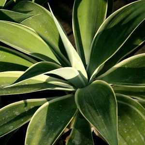 Image of Agave attenuata Ray of Light 'AGAVWS PP21,854