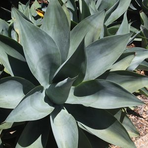 Image of Agave attenuata 'Boutin Blue'