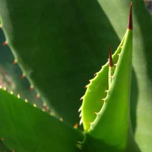 Image of Agave brittoniana