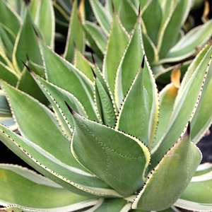 Image of Agave 'Multicolor'