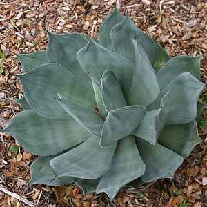 Image of Agave celsii 'Nova'