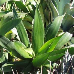 Image of Agave celsii