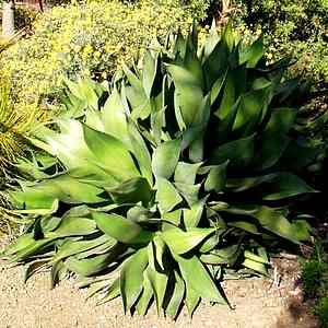 Image of Agave chiapensis