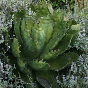 Image of Agave cupreata
