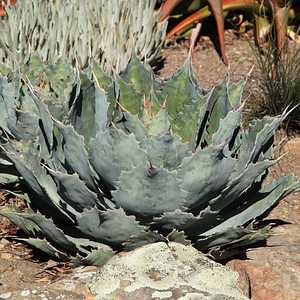 Image of Agave cupreata 'Gray Form'