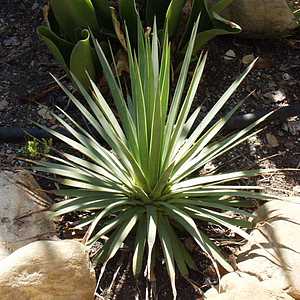 Image of Agave dasylirioides