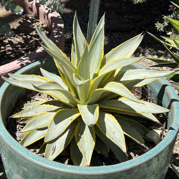 Image of Agave desmetiana 'Galactic Traveller'