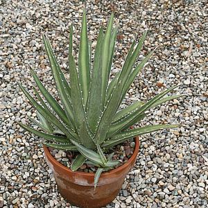 Image of Agave difformis
