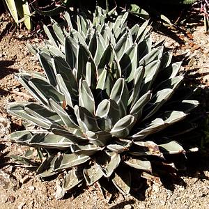 Image of Agave nickelsiae