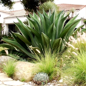 Image of Agave salmiana 'Green Giant'