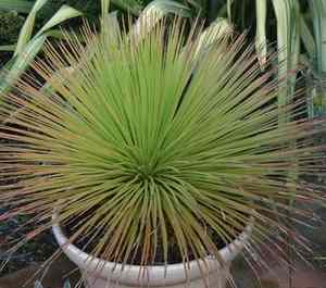 Image of Agave geminiflora