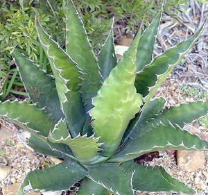 Image of Agave gentryi 'Jaws'