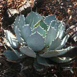 Image of Agave guadalajarana