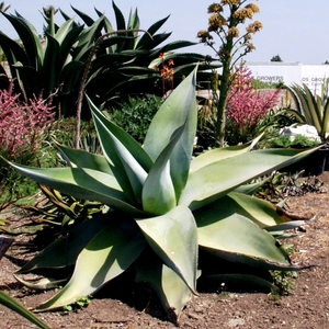Image of Agave guiengola