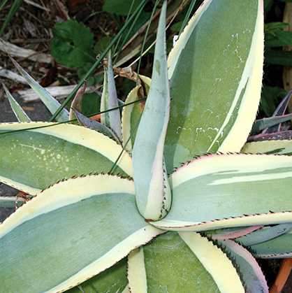 Image of Agave guiengola 'Creme Brulee'