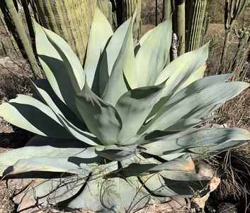 Image of Agave gypsicola