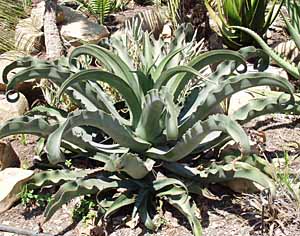 Image of Agave gypsophila