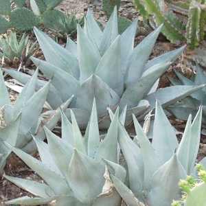 Image of Agave havardiana