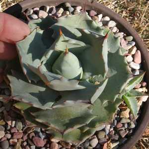 Image of Agave isthmensis