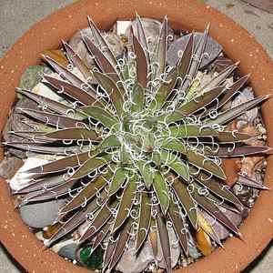 Image of Agave x leopoldii