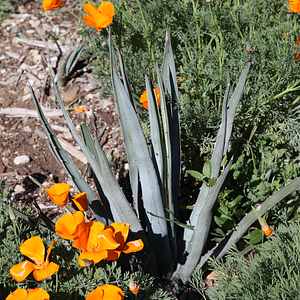 Image of Agave lophantha 'Ruth's Gray Sword'