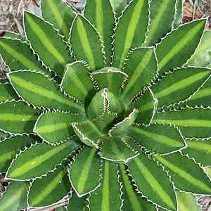 Image of Agave lophantha 'Splendida'