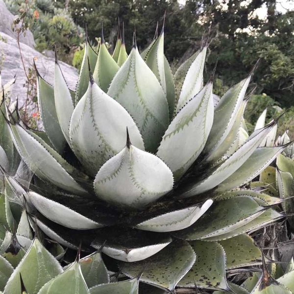 Image of Agave sp. nova 