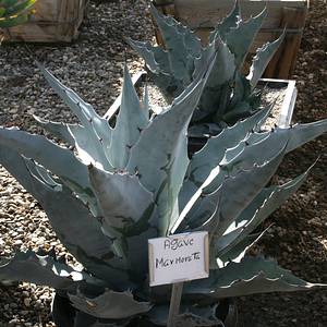 Image of Agave gigantensis 'Rancho Soledad'