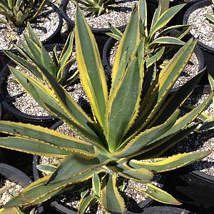 Image of Agave murpheyi 'Engard'