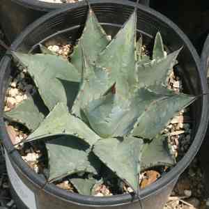 Image of Agave neomexicana