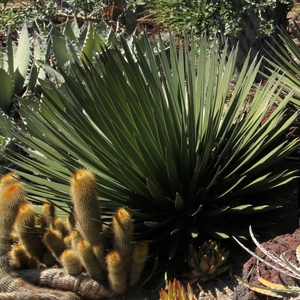 Image of Agave ocahui